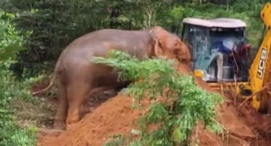 Freed Elephant Attacks Backhoe, Chases Villagers